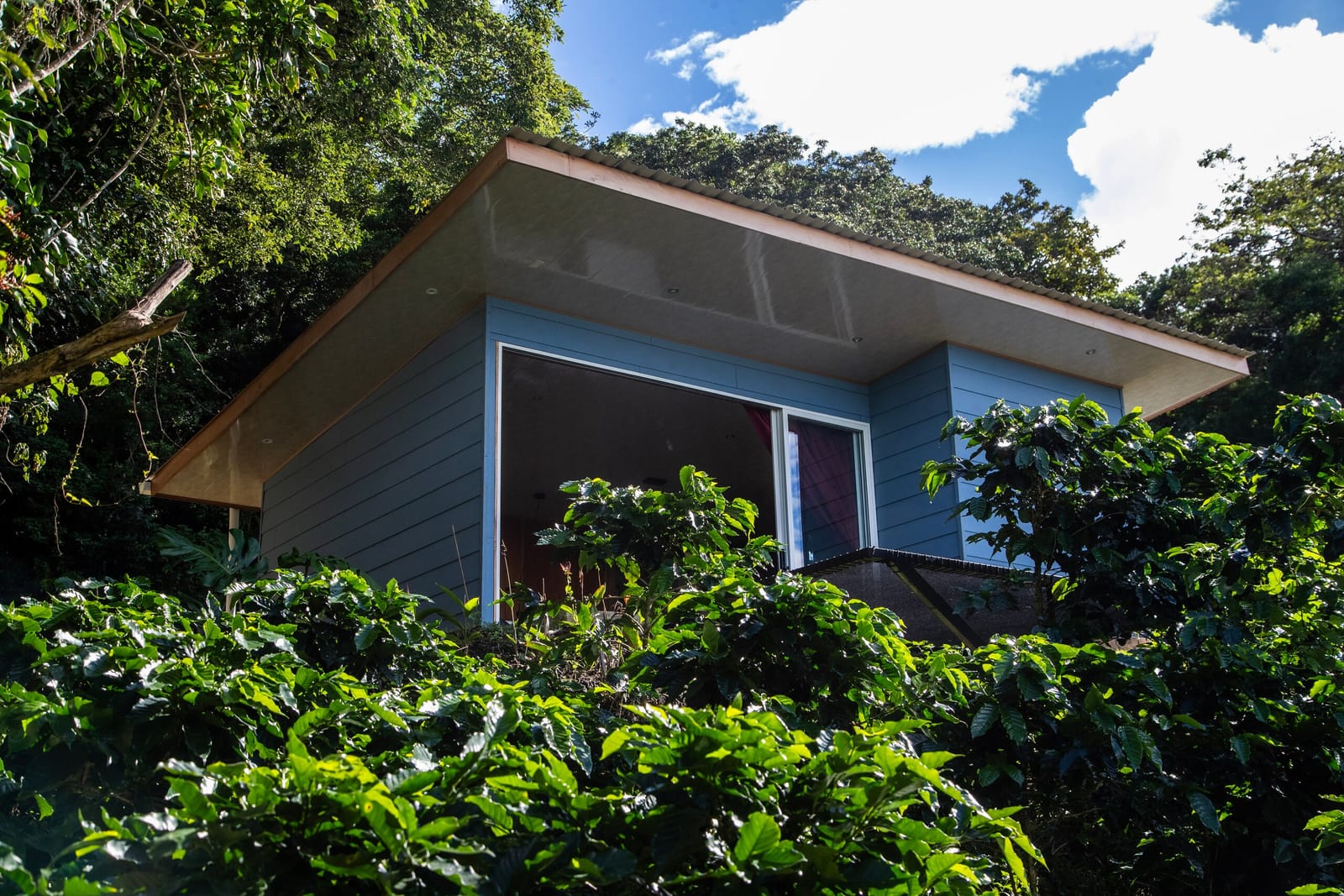 Small blue cabin with wide roof above the coffee plants