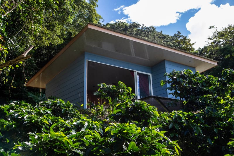 Small blue cabin with wide roof above the coffee plants