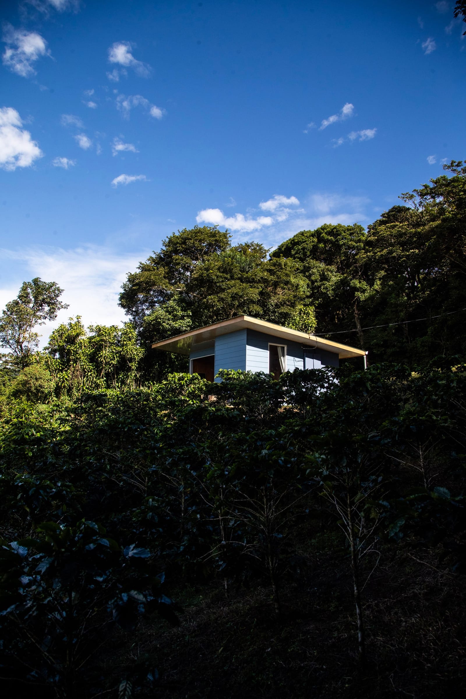 Cabin peeking over the coffee plants under morning sun