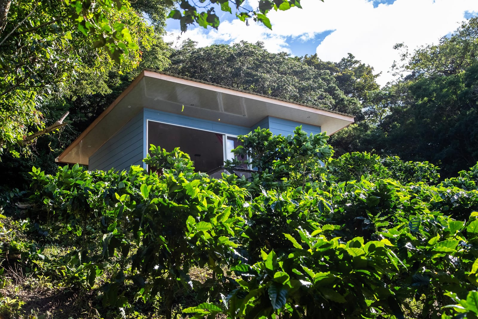 Blue cabin surrounded by coffee bushes and forest