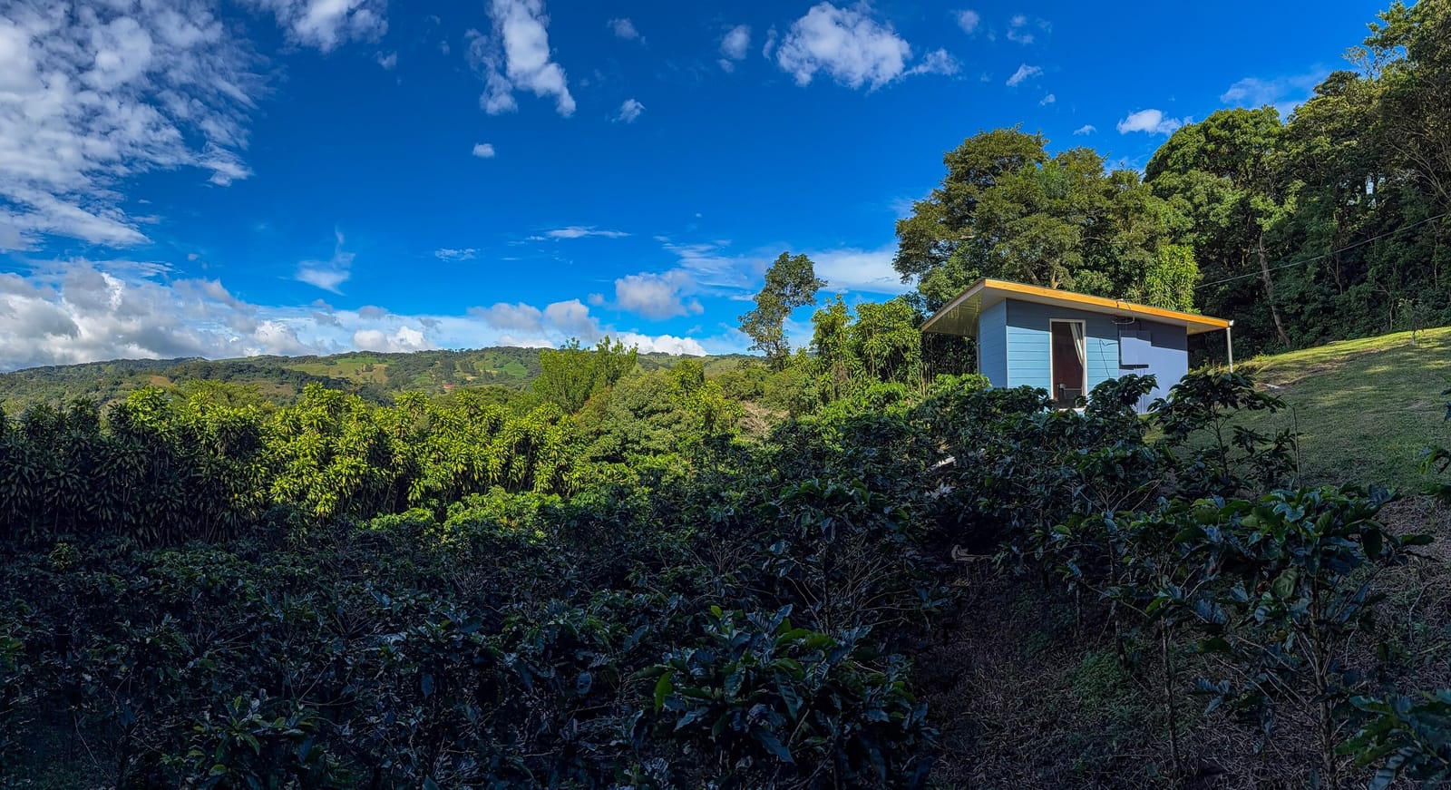 Cabin at the end of the coffee rows on the hillside