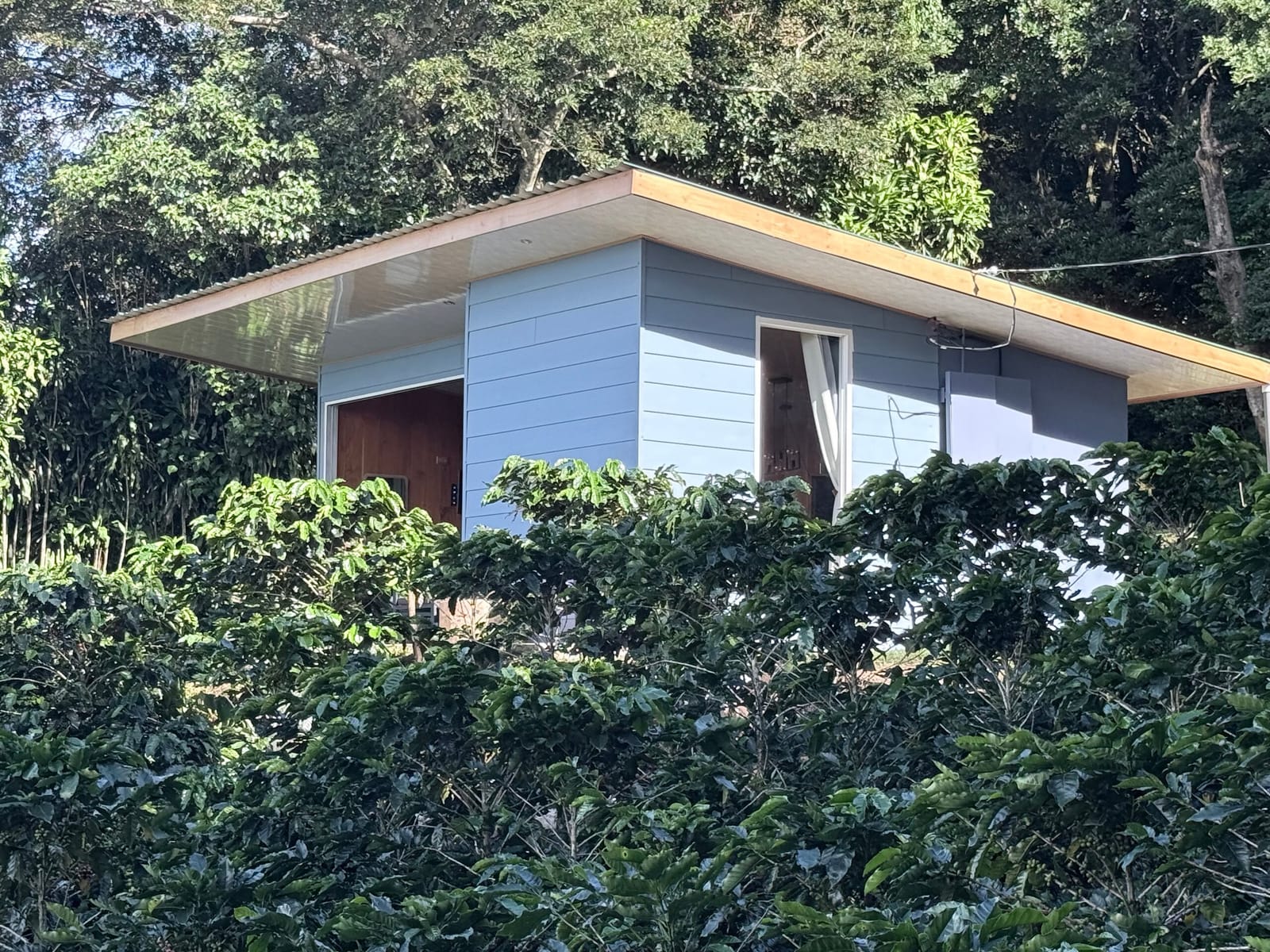 Side of the cabin with its overhanging roof and coffee plants