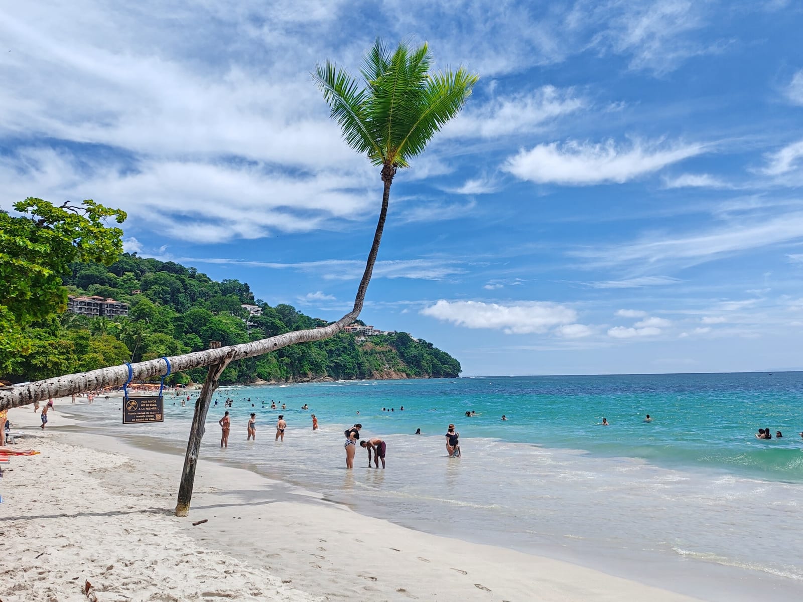 Palm leaning over the white sand at Playa Blanca