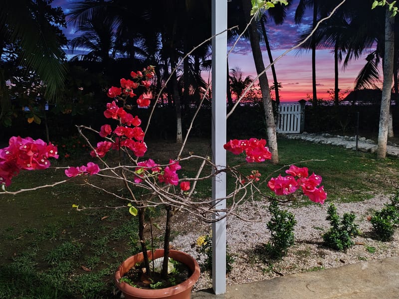 Pink bougainvillea in the garden with sunset sky behind
