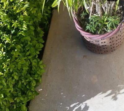 A garden bush and a flower pot beside a concrete path